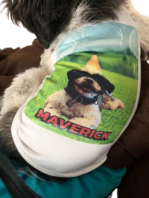 Cool Breathable Dog Shirt - SewTrain