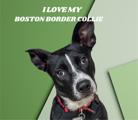 BOSTON BOARDER COLLIE Stainless Steel Skinny Tumbler with Lid, Metal Straw & Gift Box