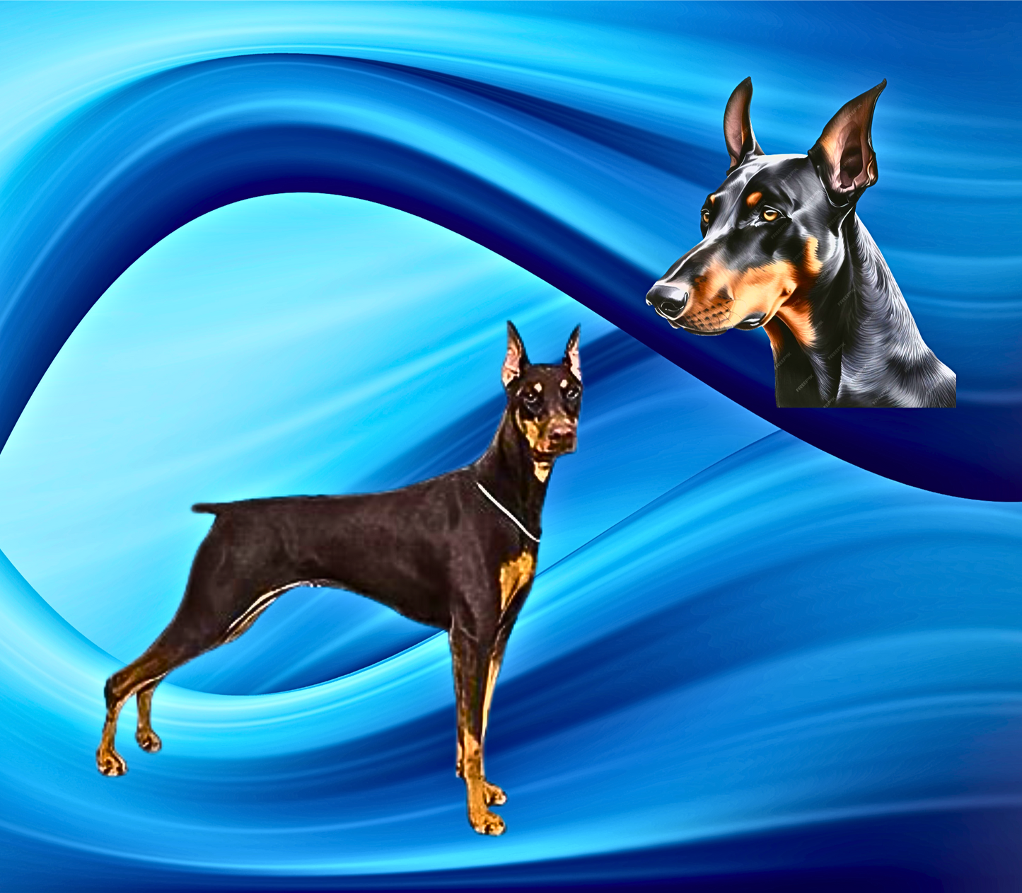 DOBERMANN Stainless Steel Skinny Tumbler with Lid, Metal Straw & Gift Box