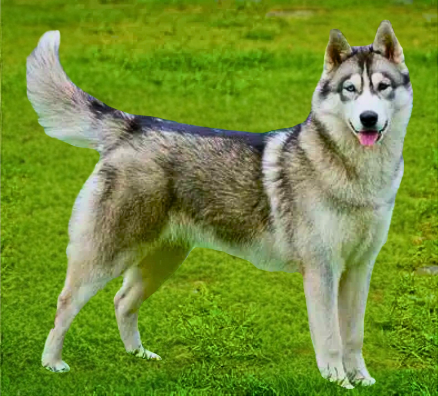 HUSKY Stainless Steel Skinny Tumbler with Lid, Metal Straw & Gift Box