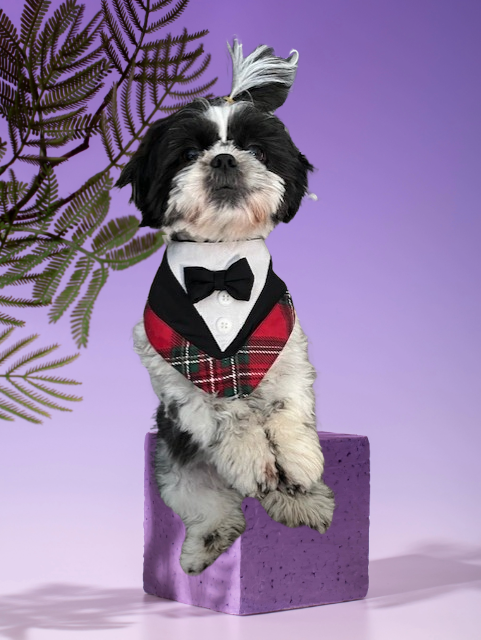 LED Acrylic Photo Frames Night Lights 6" x 8" with Warm Color Light, with Wood Stand - SewTrain