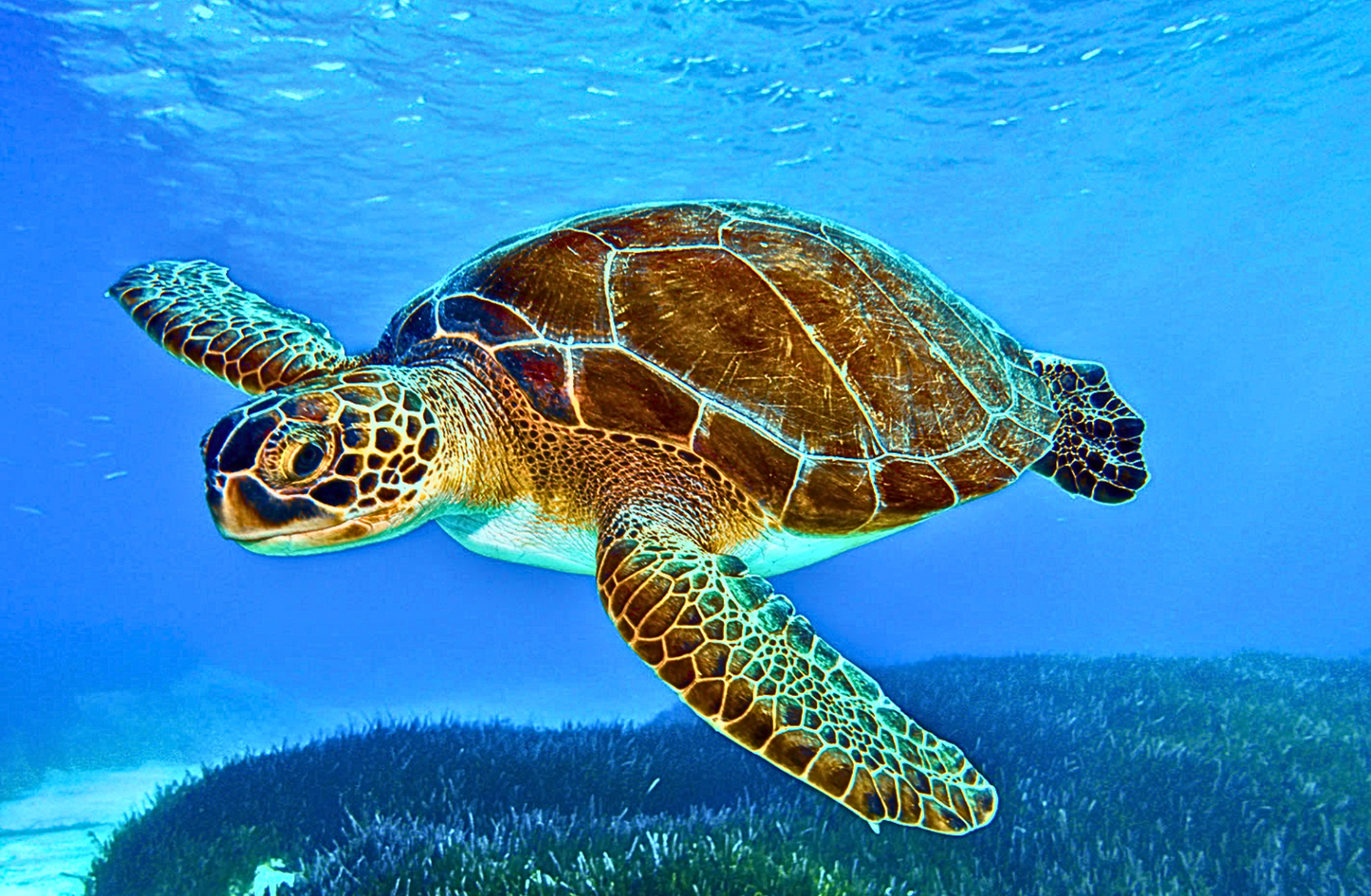 Turtle Stainless Steel Skinny Tumbler with Lid, Metal Straw & Gift Box